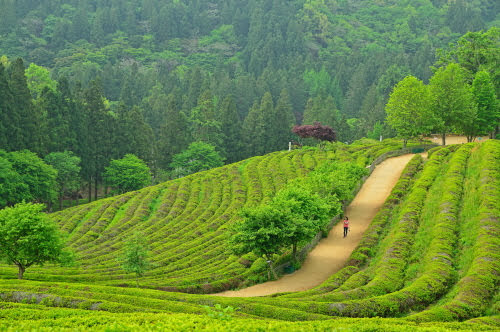 V+ (으)라고 해요(했어요). Cách nói tường thuật gián tiếp của loại câu mệnh lệnh ‘V+ (으)십시오.’, ‘V+ (으)세요.’