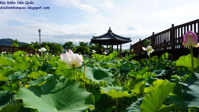 [Asan] Hồ sen Sinjeong (신정호)  ở thành phố Asan, Tỉnh Chungcheongnam