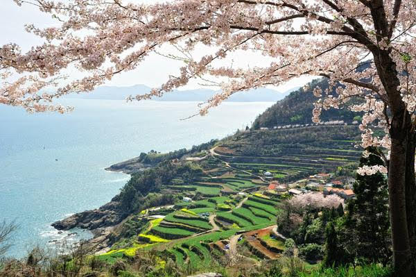 [Namhae] Làng Gacheon Daraengi (가천 다랭이마을), nơi cánh đồng lúa bậc thang nhìn ra biển