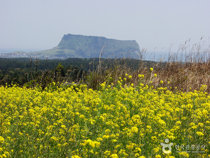 [Jeju] Đỉnh Seongsan Ilchulbong (성산일출봉). Di sản thiên nhiên thế giới UNESCO