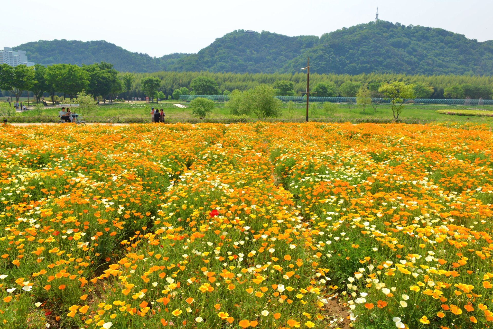 태화강 대공원 – Công viên sinh thái 태화강 thành phố Ulsan