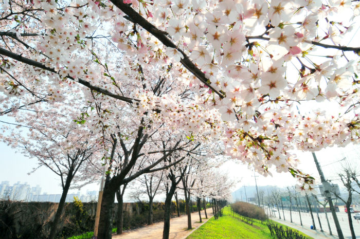 Những con đường cảm nhận mùa xuân tuyệt vời trong lòng Seoul