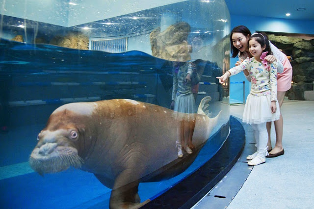 Aqua Planet Ilsan (아쿠아플라넷 일산): Sự kết hợp của Thủy cung và Rừng rậm