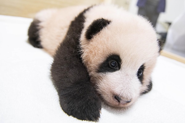 Gấu trúc Fu Bao ở Everland đón Giáng sinh cuối cùng tại Hàn Quốc